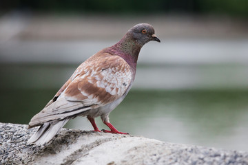 Urban pigeon after rain at night in the city
