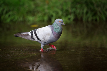 Urban pigeon after rain at night in the city
