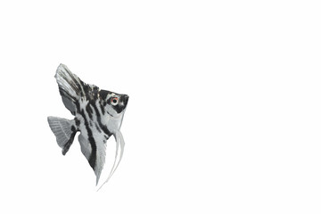 Fototapeta na wymiar Angel fish isolated on white background