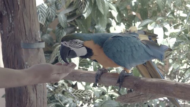 Video UltraHD - Colorful and friendly, blue-and-yellow macaw (Ara Ararauna), eating from the hand of a tourist. Ungraded RAW footage. Video UltraHD
