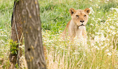 Single female lion