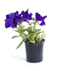 Куст петунии в горшке на белом фоне
