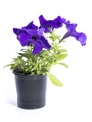 Куст петунии в горшке на белом фоне
