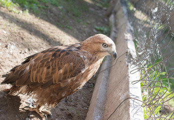 hawk bird