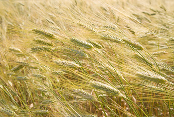 Ears of wheat growing on the field