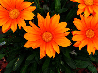 Gazania rigens (G. splendens) - treasure flower, coastal gazania  
