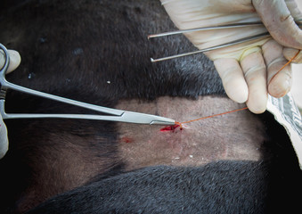 sterilization  dog
