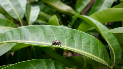 fly on green leaves mango, Close up