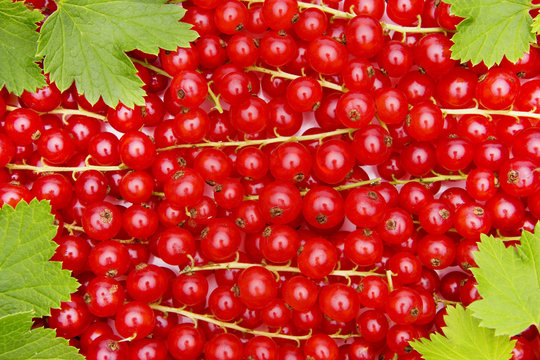 Johannisbeeren
