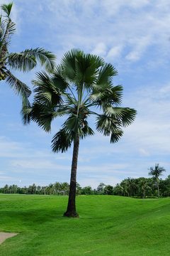 Palm trees on the green lawn with blue sky, landscape