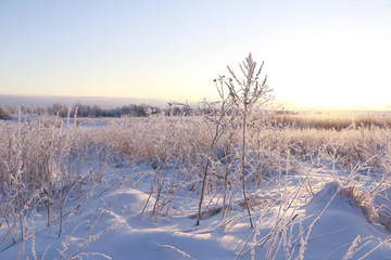 Grass in the snow and winter sunrise
