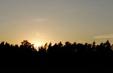 orange sunset in the forest