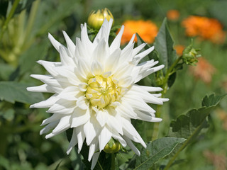Dahlie, Dahlia