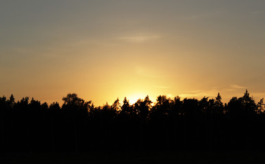 Fototapeta na wymiar orange sunset in the forest