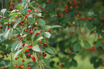 Вишня спеет на ветках дерева. © Olga Tkacheva