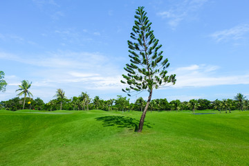 Pine tree in wide green lawns, Landscape golf courses