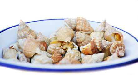 sea shell on a plate