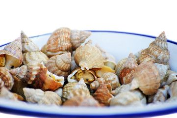 sea shell on a plate