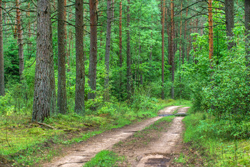 Fototapeta premium nice forest