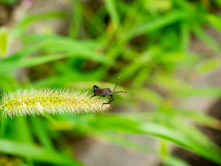 insect