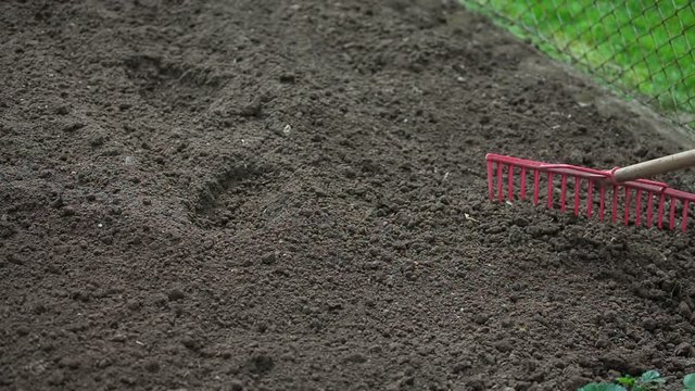 A man is raking the soil in the garden and he will then start planting the vegetables. Close-up shot.
