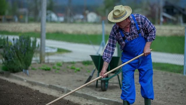 A senior farmer who is dressed in a boiler suit and is wearing a straw hat is raking the soil in the garden. Then it will be ready to plant seeds. Wide-angle shot.

