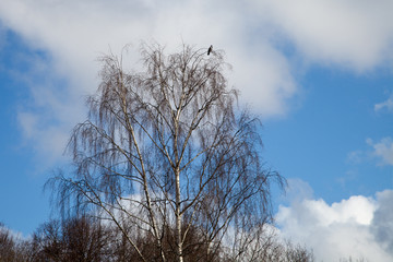 birch against the sky