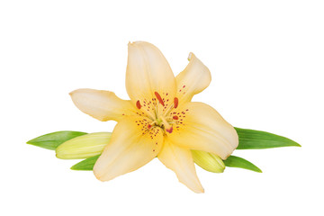 Obraz na płótnie Canvas Yellow lily on a white background