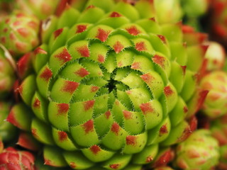 Succulent houseleek