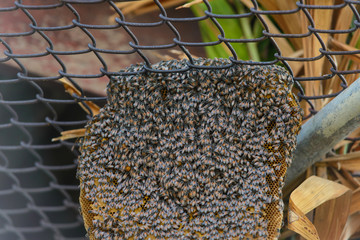 bees on honeycomb.