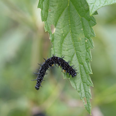 Raupe vom Tagpfauenauge, Aglais io