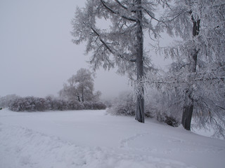 Fototapeta premium Winter landscape with frozen trees 