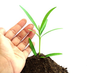 hand taking care of glowing green plant in soil on white background