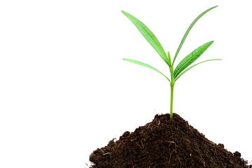 glowing green plant in soil on white background
