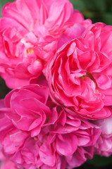 Pink gorgeous roses in garden