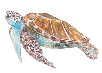 turtle sea. hand painted watercolor
- 115776479