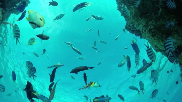SLOW MOTION UNDERWATER: Seaworld on tropical reef with exotic fish
