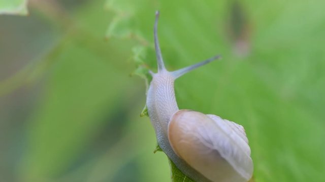 Snail in shell crawls out of frame. Macro shot.