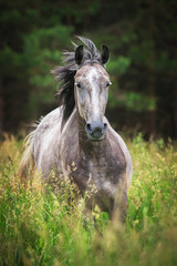 Beautiful dark grey horse running on the pasture