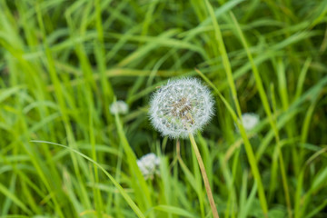 close up of wild growing dandelion seed head in a grassy location