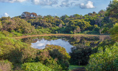 Fototapeta na wymiar Tower Hill Reserve volcano crater lake in lush vegetation. Victoria, Australia.