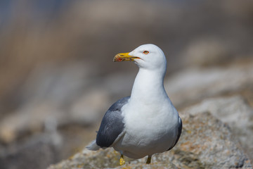 Naklejka premium Portrait of yellow-legged gull (Larus michahellis)
