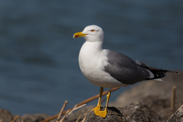 Portrait of yellow-legged gull (Larus michahellis) standing in t