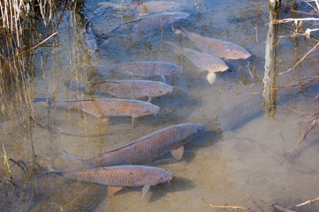 浅瀬の鯉