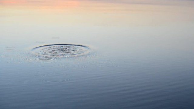 Stone falls into calm water at sunset or sunrise producing circles on water surface.