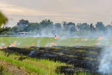 Burning straw stubble farmers when the harvest is complete. another cause of global warming