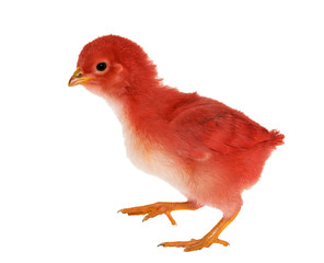 walkin small red chicken