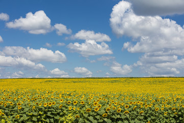 yellow field of sunflowers under sky clouds