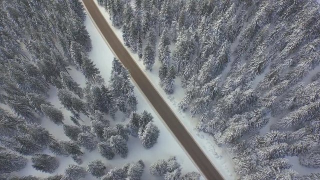 AERIAL: Flying over the road in winter pine forest