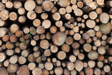 Logging in yorkshire